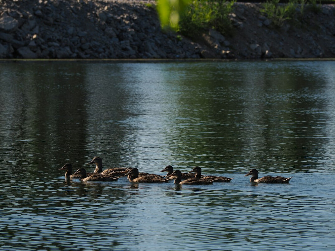 group in nature